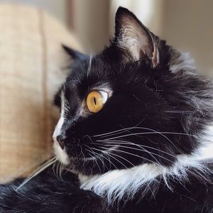 Meet your Posher, Julia